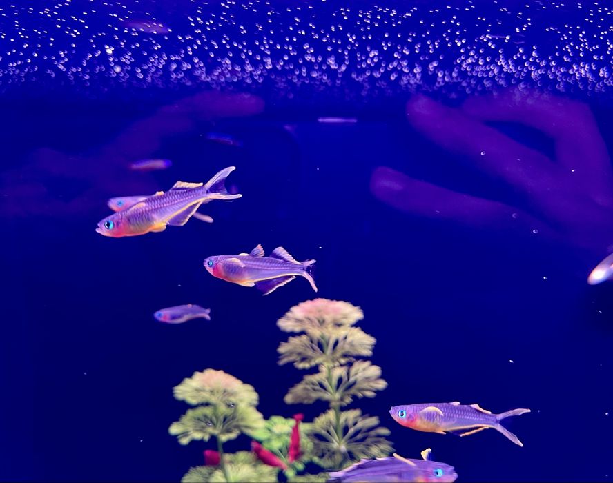 Pesti acvariu Furcata / Barbus