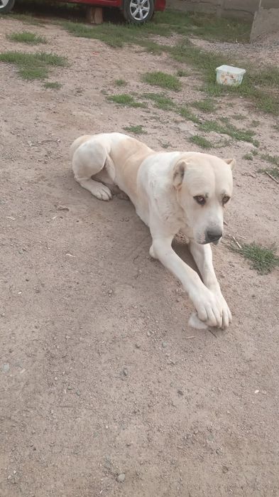 Алабай 3 жаста уилендиру керек