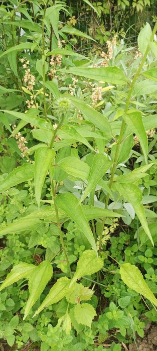 Plante perene aromatice