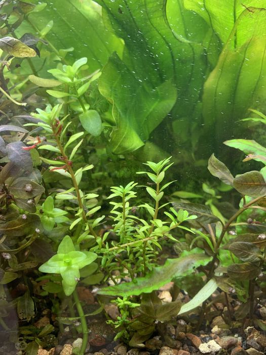 Аквариумингиз учунтурли хил усимликла