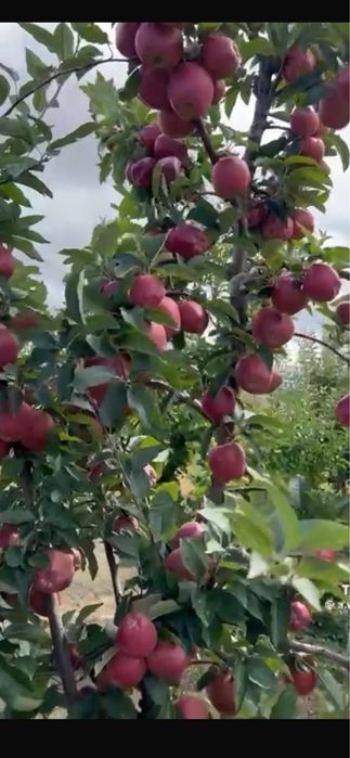 Pom fructifer roat red delicious si gala schniga m106 anul 2