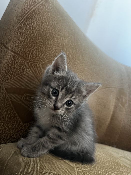 Котята, 1,5 мес, мальчики и девочки