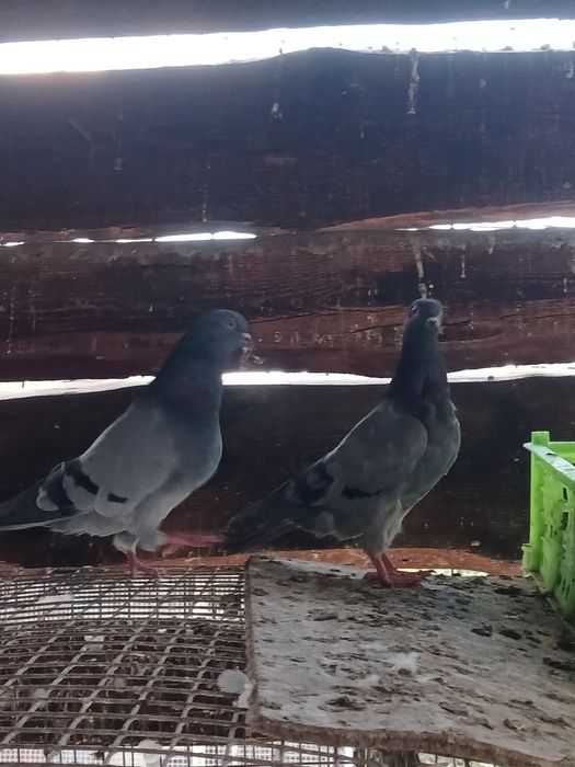 Продам  голубей  бакинцы