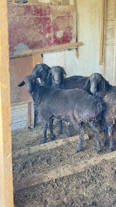 Қошқарлар сатылады. Бараны на продажу.