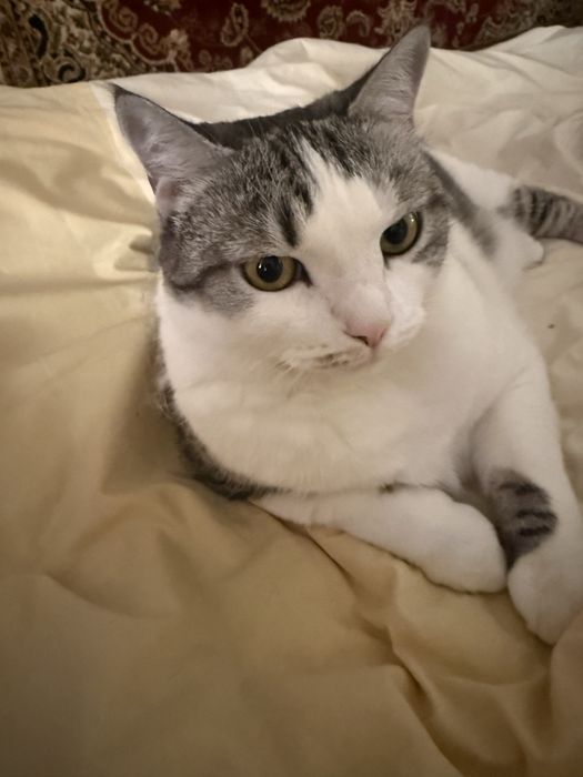 Отдам кота в хорошие руки