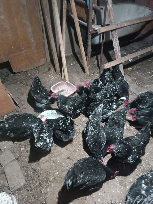 Инкубационные яйца австралорп