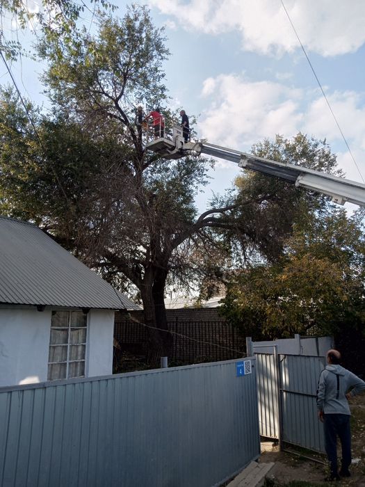 Спил подрезка деревьев обработка опрыскивание