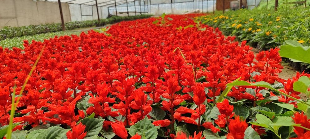 Salvia zakaz olamiza