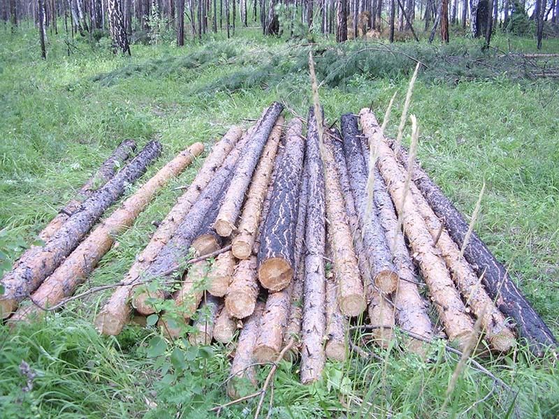 Арча дарахти сотилади