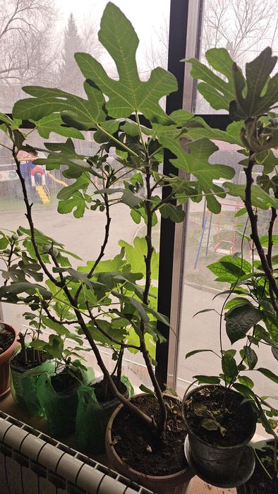 Продам дерево инжир  дерево мандарина