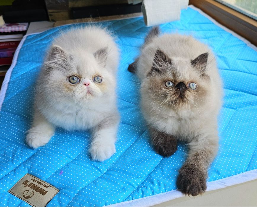 Котенца персийски