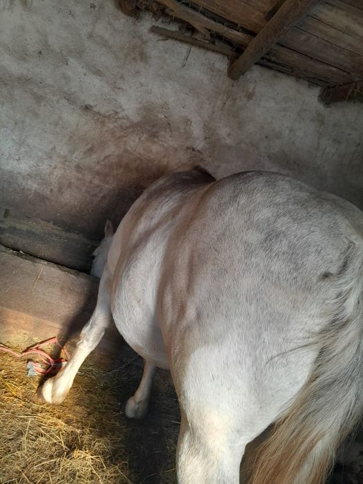 Vând Armăsar vârstă 8 ani