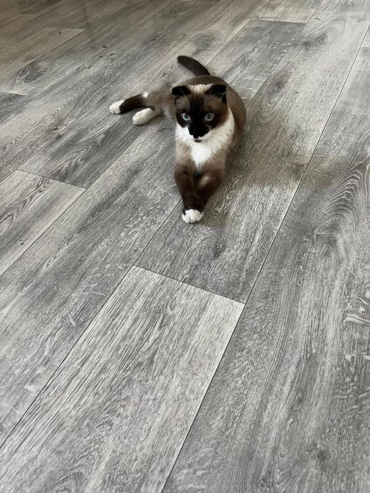 Отдам в хорошую кошку