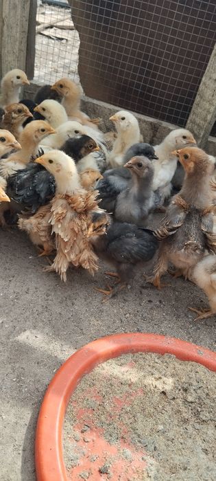 Vand pui de găini de țară