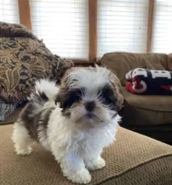 Shih tzu fetita deosebita