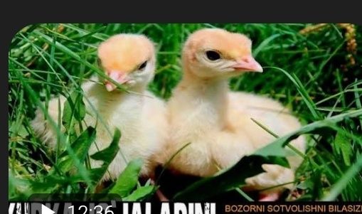 Kurka jojalari induk jojalari