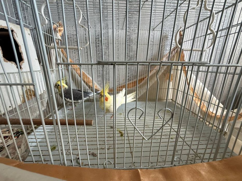 Корелло попугай .