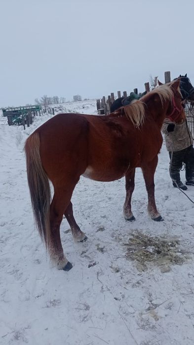 Айгырлар сатылады