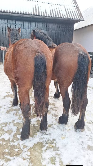 De vânzare o pereche de mânji linia fitero cu pașapoarte