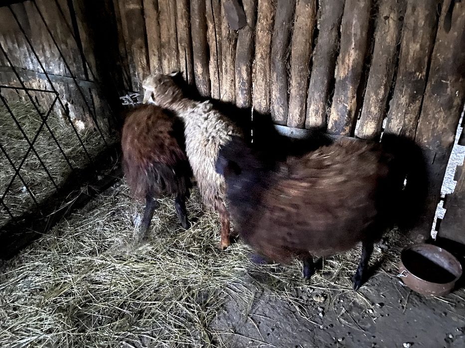 3 буаз тоқты сатылады