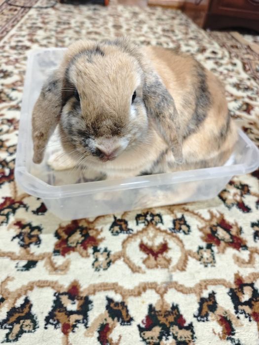 Куён сотилади баран