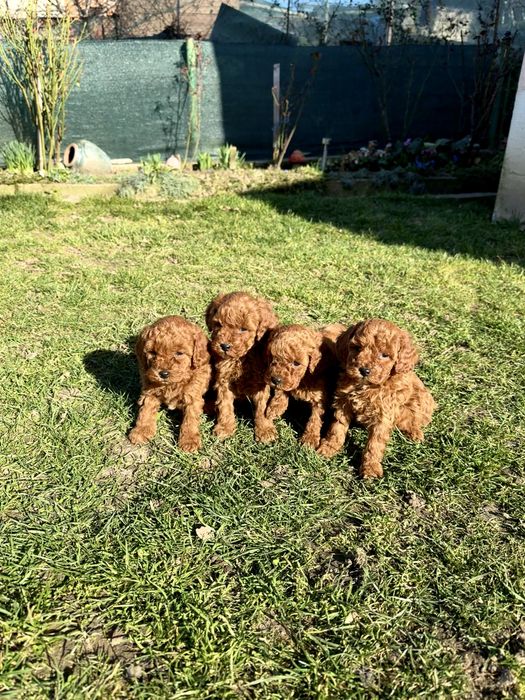 Пудел той/мини  Puddle toy/mini момчета и момиче със втора ваксина