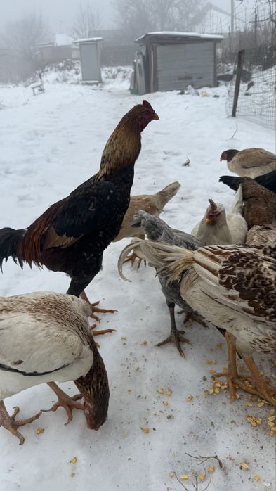 Продаю мощных дакан кур и петухов