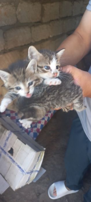 3 Котёнка отдам даром