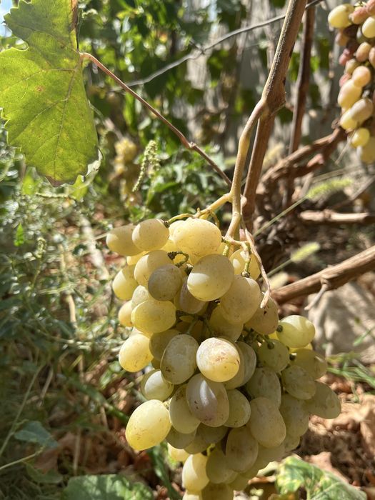 Винограды домашние