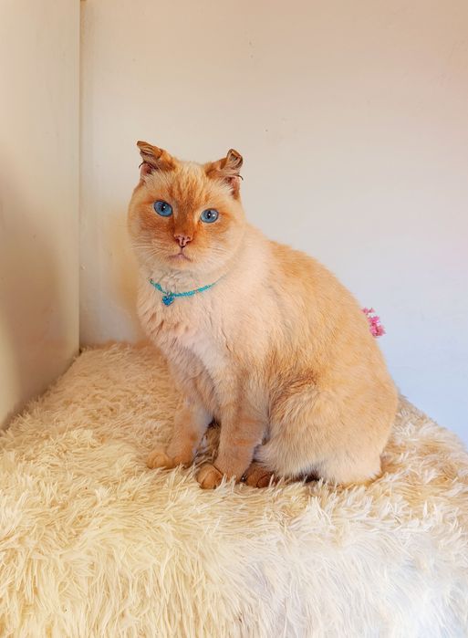 Котик в добрые руки