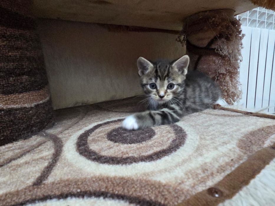 Отдам котят в добрые руки