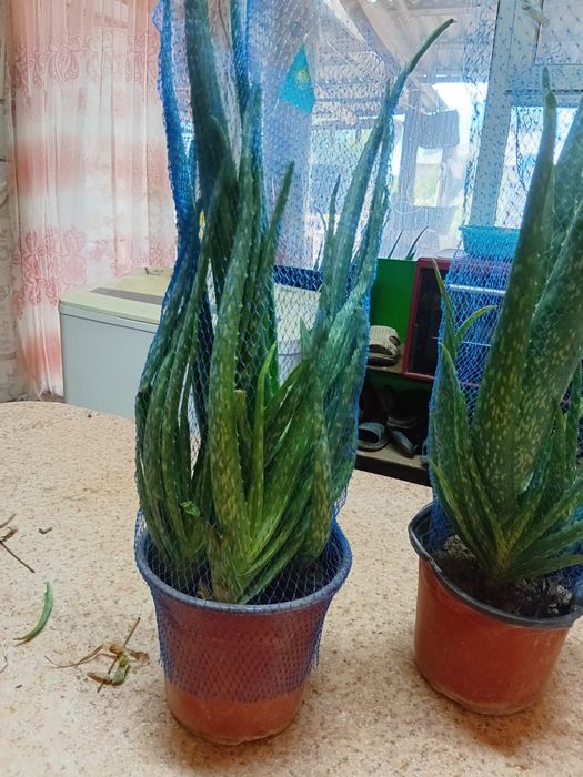 Продам 5 летний алоэ