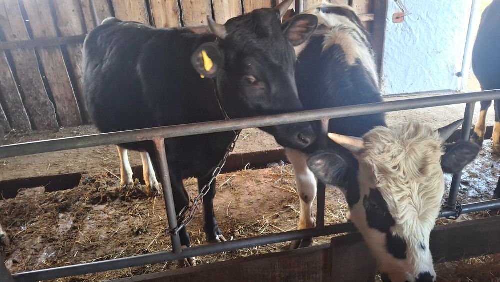 Продам бычков на доращивание