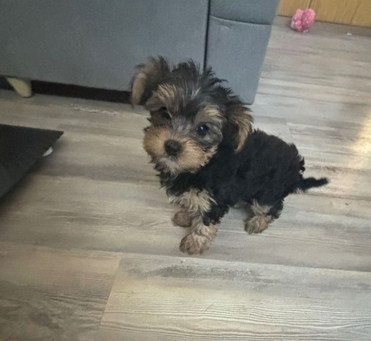 Йоркширски териер