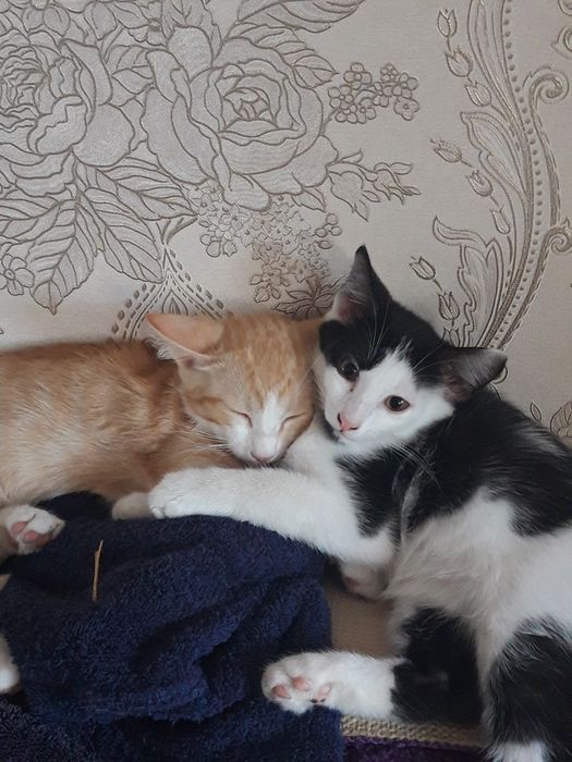 Котята ждут Вас .