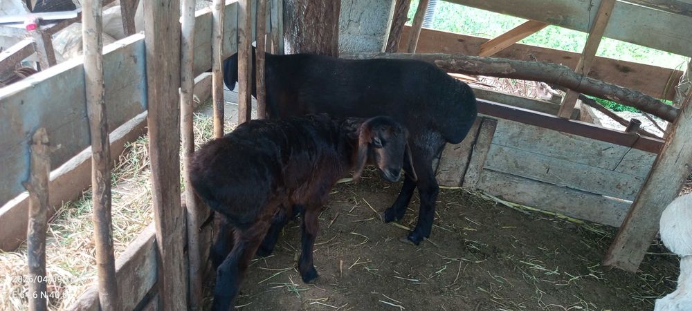 Arashan barra qo'chqorcha 10000$