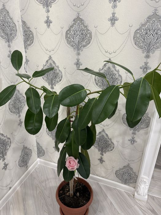 Продам комнатные растения