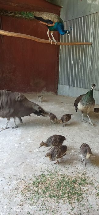 Продам павлинят.