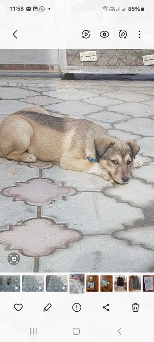 Собака семь месяцев