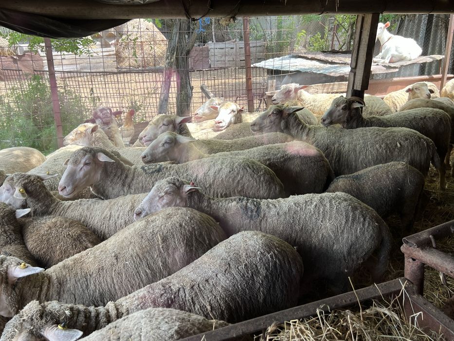 Oi merinos de palas de vanzare