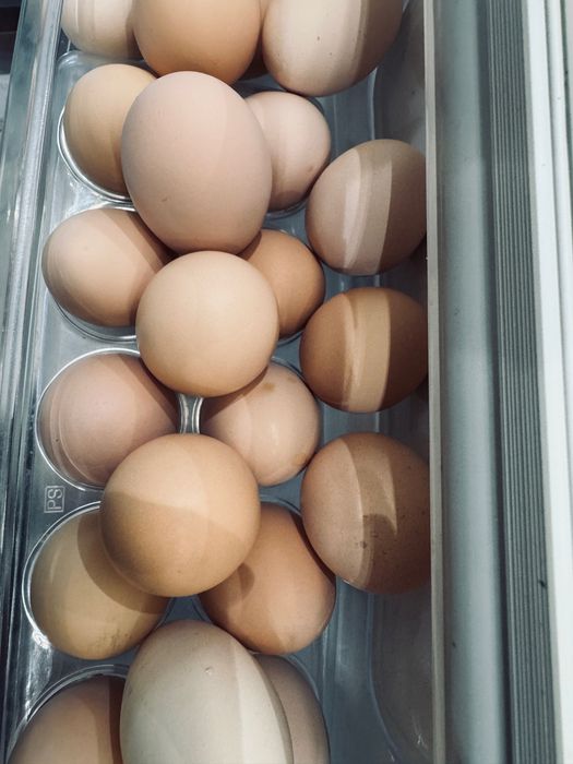 Инкубаторлық және үйге арналған Жұмыртқа сатылады