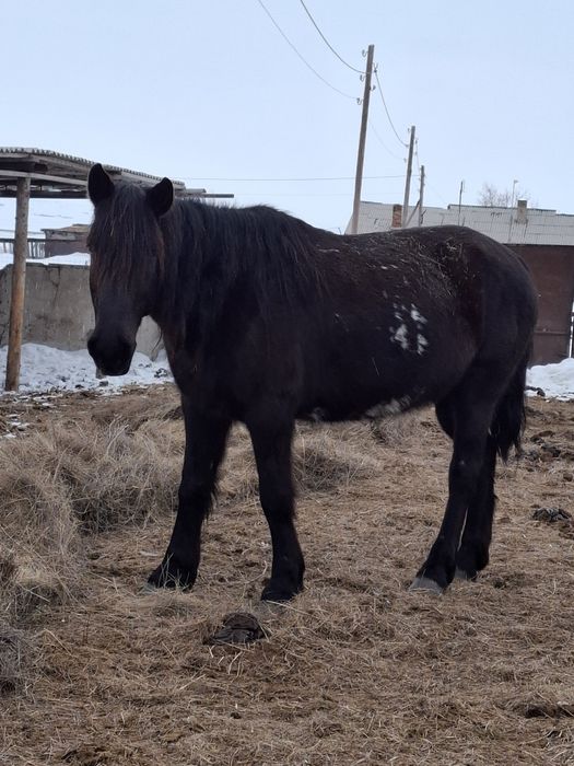 Продаю Жылкы лощадь