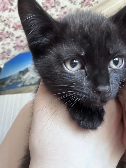 Отдам котят в хорошие руки