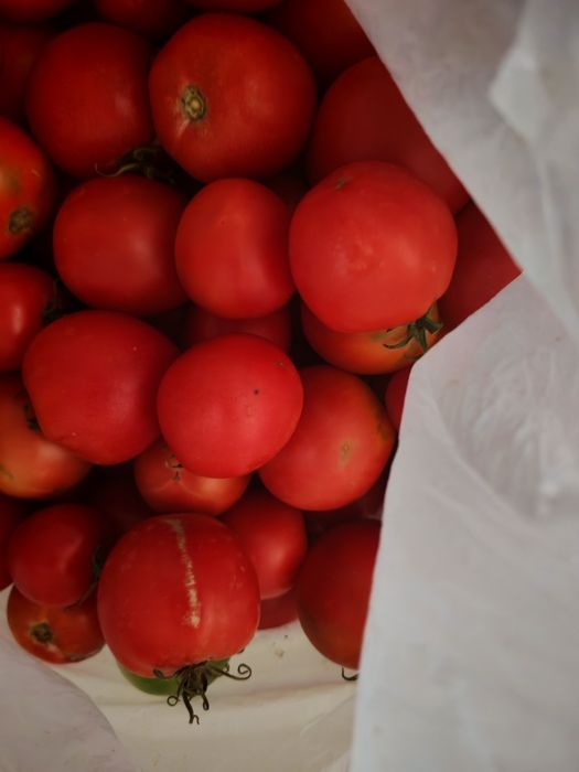 Продам домашние помидоры и огурцы