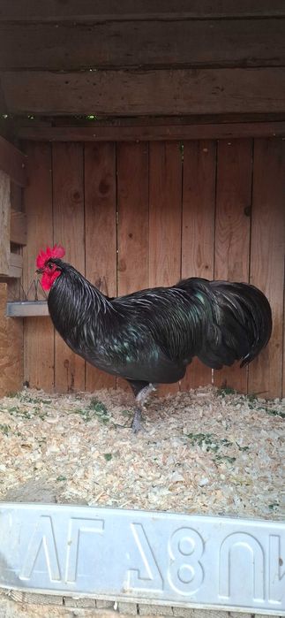 Cocoșii australorp negru