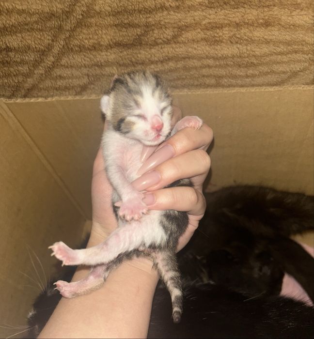 Новорожденные котята