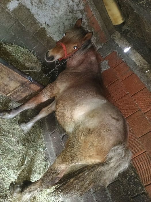 Vând mânz de un an sau schimb cu ATV ,iapa sau mânză