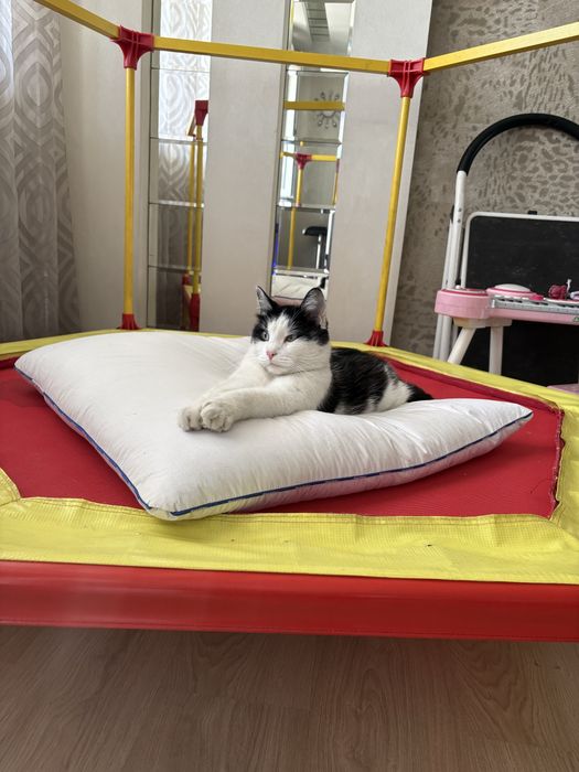 Срочно! Котик ищет хорошую семью