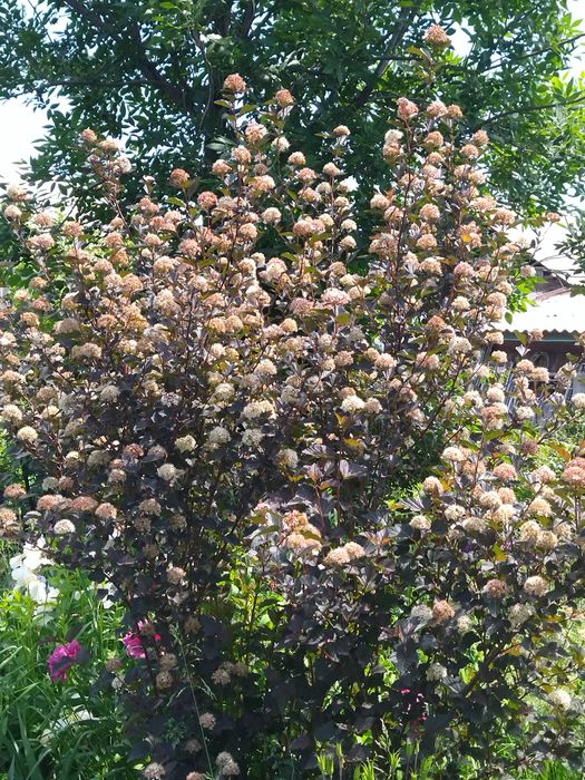 Продается молодой декоративный кутарник