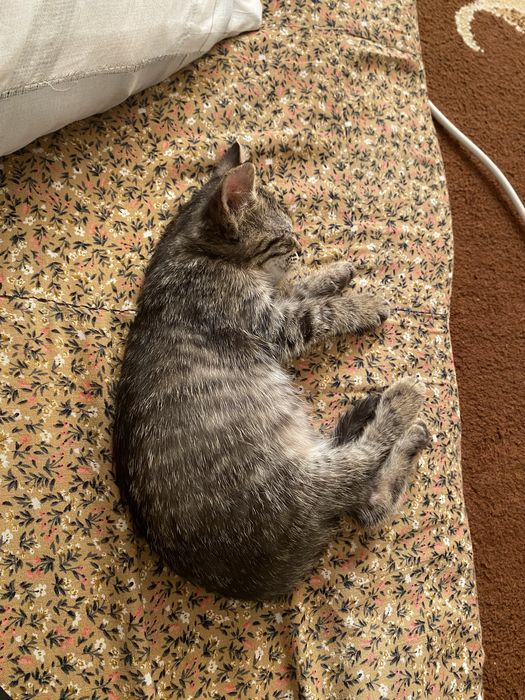 Котенок в добрые руки